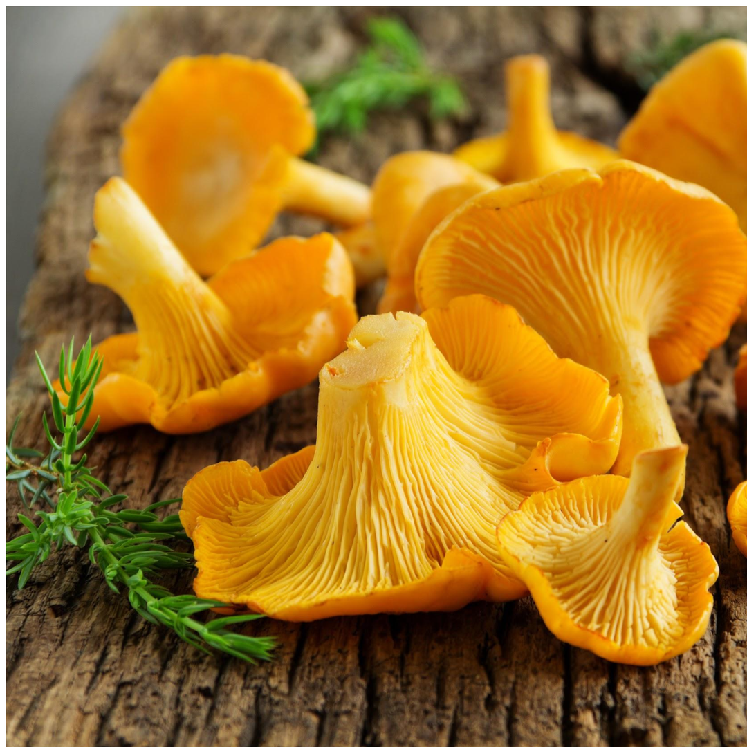 Bone Broth - Chanterelle Mushroom